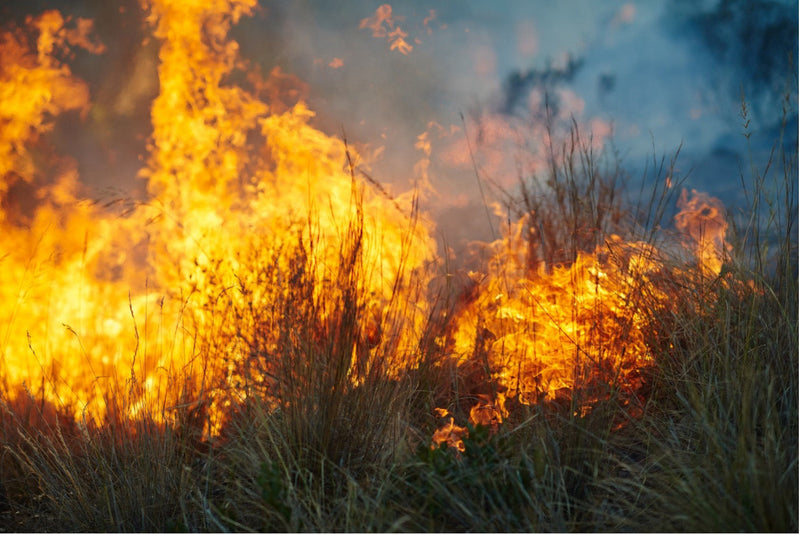 Preparing for Wildfire Season: Home Upgrades to Evacuation Plans