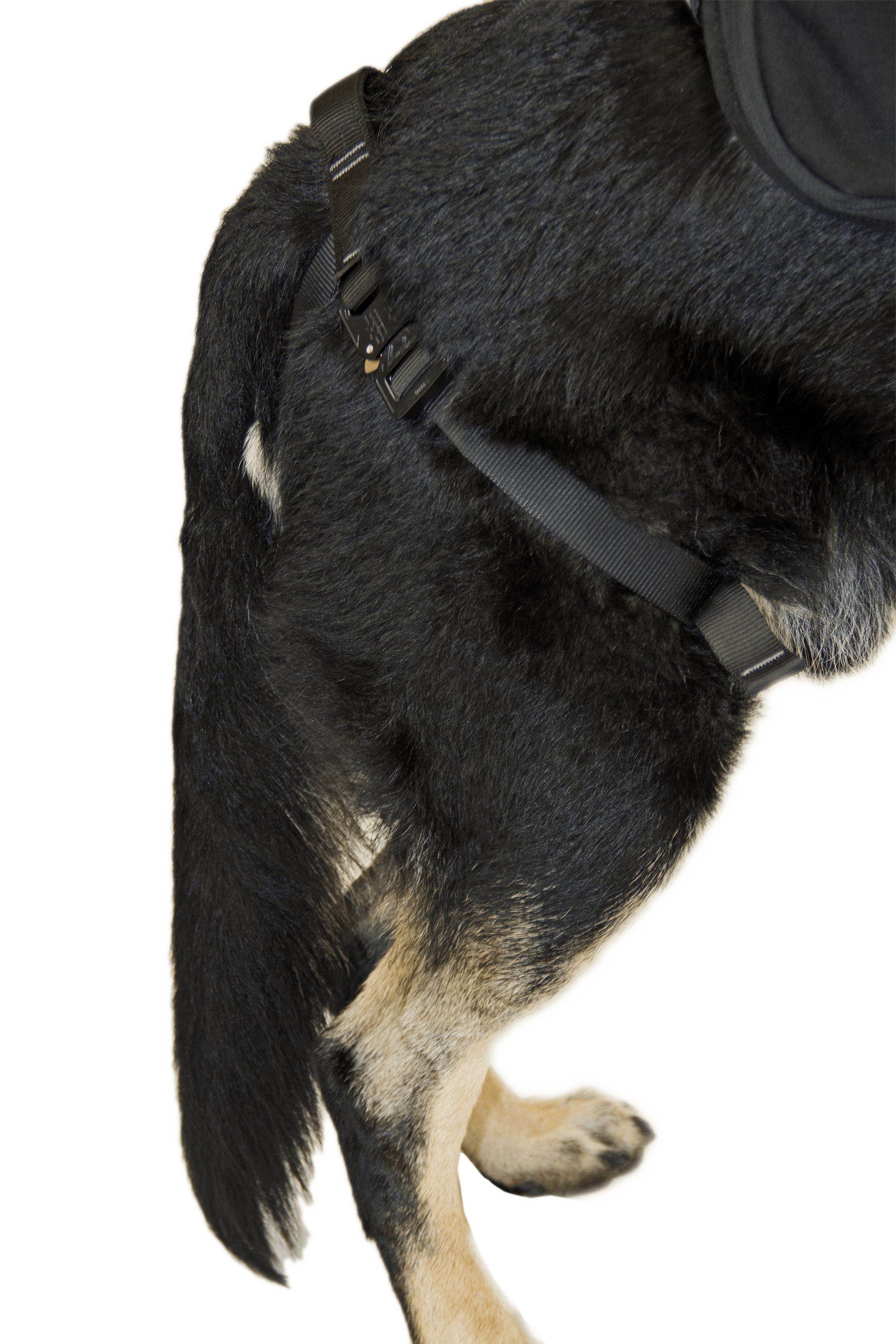CMC Harnesses & Belts Fire_Safety_USA CMC K9 Proseries Rappel Harness