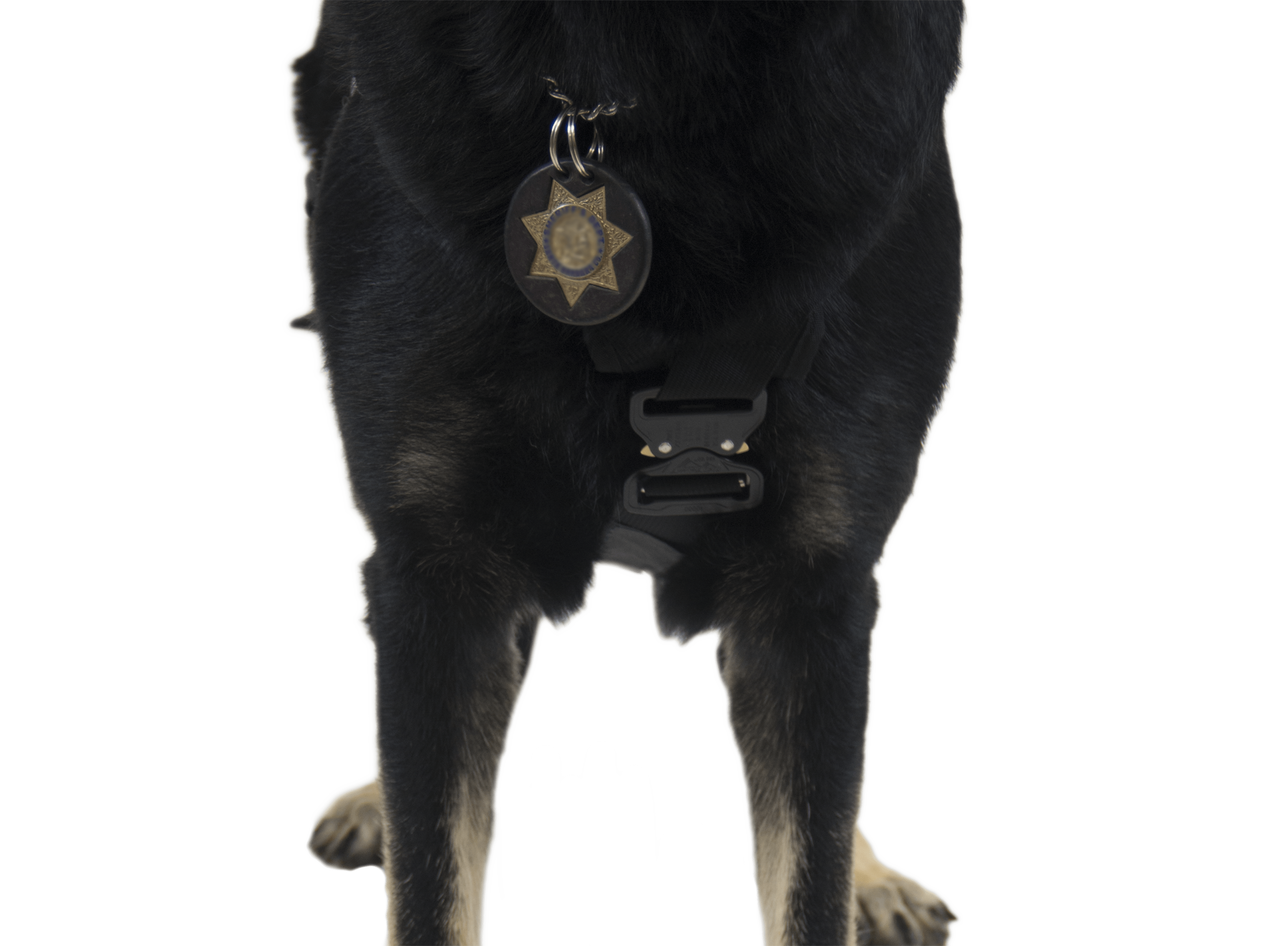 CMC Harnesses & Belts Fire_Safety_USA CMC K9 Proseries Rappel Harness